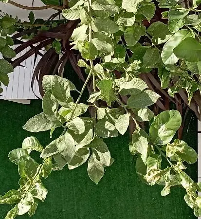 Mary's In Paradissi Apartmán *