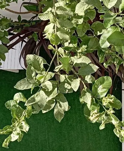 Mary's In Paradissi アパート *